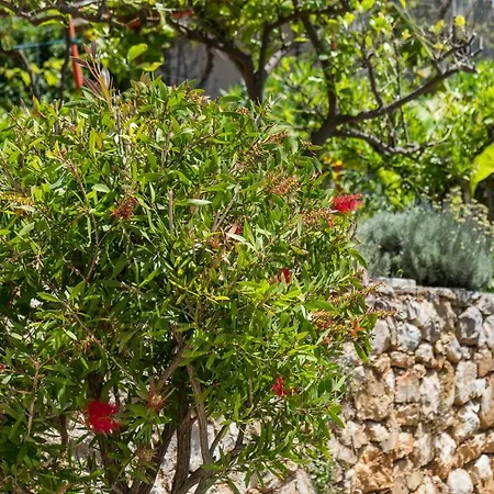 Magnolia * Mali Lošinj